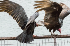 Durch den Fischmarkt werden alle möglichen Aasfresser angezogen.