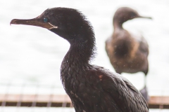 Ausschau halten nach Futter.