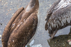 Die Pelikane haben sich auch über Reste gefreut.