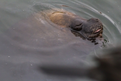 Mit vollen Magen darf man nicht ins Wasser!