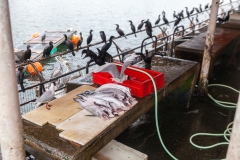 Kaum ist der Chef nicht da, kommen die Vögel..