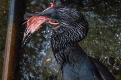 Die Reste gehen auch hier an den Schnellsten.