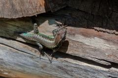 Mitbewohner in der Hütte...