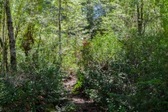 Der Wald ist einfach...