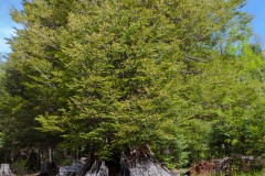 Der kleine Baum wächst im Rest vom Großen.