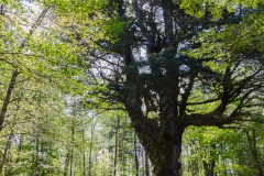 Große und herrliche Bäume gibts auch hier.