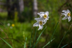Frühling im deutschen Herbst :-)