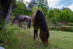Besuch von den Pferden haben wir auch bekommen.