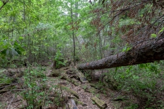 Es ging wieder über Stock...