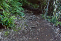 Im Nationalpark Huerquehue - oder einfach auch ein Weg voller Wurzeln