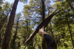 Im Nationalpark Huerquehue - alte, große Bäume