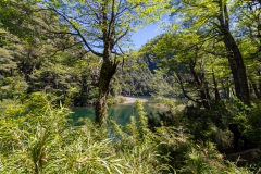 Im Nationalpark Huerquehue - mitten im Araukarienwald