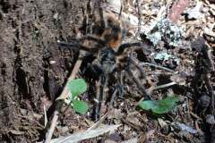 Im Nationalpark Huerquehue - die Vogelspinne
