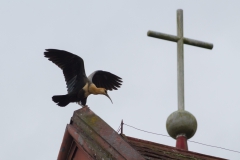 Puerto Varas - vermutlich der Vogel auf dem Dach ;-)