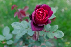 Puerto Varas - die Rosenstadt