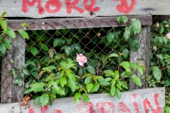 Puerto Varas - jupp!