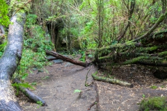 Saltos del Petrohué - der umgebende Wald ist dicht bewachsen
