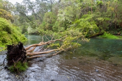 Saltos del Petrohué - der Baum hätte da sonst nicht mehr gelegen