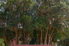 Nationalpark Chiloé - wieder ein schöner Wald