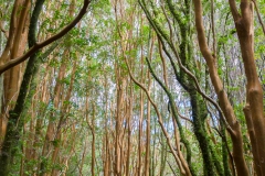Nationalpark Chiloé - und wieder im Wald