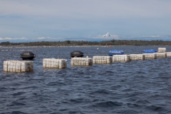 Chiloé - Cailin - Unterwegs vorbei an Muschelfarmen