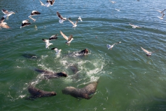 Puerto Montt - und finden begeisterte Abnehmner