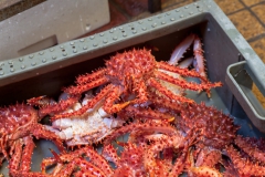 Puerto Montt - Vorsicht bissig!