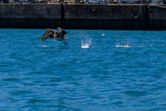 Pelikan beim Startversuch