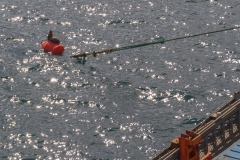 Auf einer Ankerboje hatte es sich eine Robbe gemütlich gemacht
