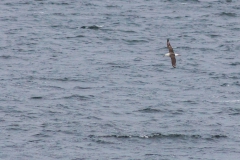 Vögel in der Luft..