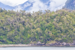 ...sieht man auch gut den Wald auf den Bergen.