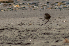 Magellanstraße - bei dem Wind laufen nicht nur Menschen schräg