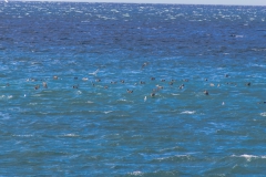 Magellanstraße - auf der Hinfahrt schon gab es viele Vögel zu sehen