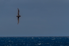 Vögel über der Magellanstraße