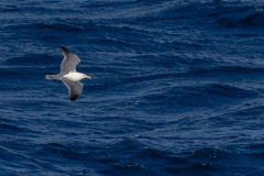 Vögel über der Magellanstraße