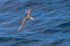 Vögel über der Magellanstraße