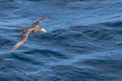 Vögel über der Magellanstraße