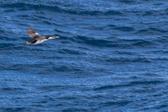 Vögel über der Magellanstraße