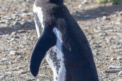 Isla Magdalena - der erste Pinguin