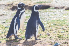 Isla Magdalena - und gleich noch 2
