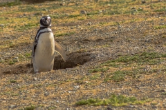 Isla Magdalena - wir haben an dem Tag ...