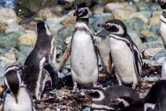 Isla Magdalena - ... ca. 500 Fotos von Pinguinen gemacht.