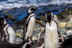 Isla Magdalena - ... die Auswahl ist uns echt schwer gefallen.