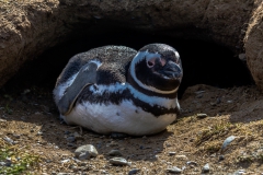 Isla Magdalena - ... trotzdem kommen jetzt erstmal viele Pinguinfotos :-)