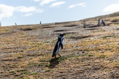 Die Pinguine auf der Isla Magdalena nahe Punta Arenas
