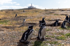 Die Pinguine auf der Isla Magdalena nahe Punta Arenas