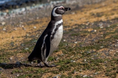 Die Pinguine auf der Isla Magdalena nahe Punta Arenas