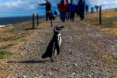 Die Pinguine auf der Isla Magdalena nahe Punta Arenas