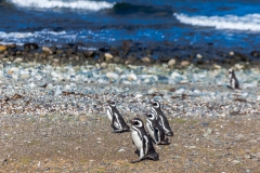 Die Pinguine auf der Isla Magdalena nahe Punta Arenas