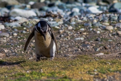 Die Pinguine auf der Isla Magdalena nahe Punta Arenas